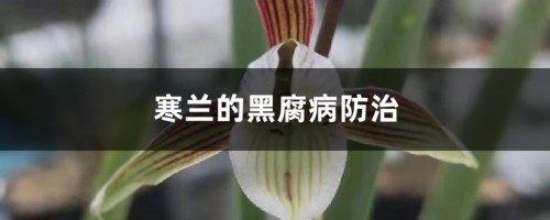 寒兰的黑腐病防治