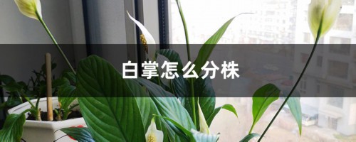 白掌怎么分株