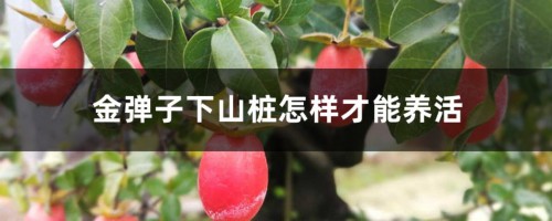 金弹子下山桩怎样才能养活，栽培技巧