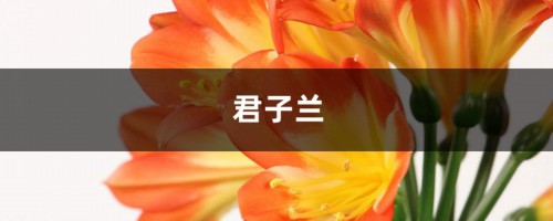 君子兰根上抹点它，变成群兰挤满盆，开花太惊艳了！