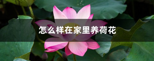 怎么样在家里养荷花