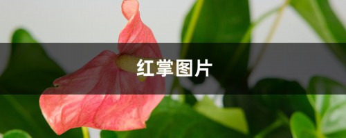 红掌图片