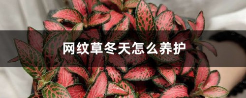 网纹草冬天怎么养护