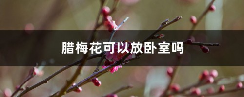 腊梅花可以放卧室吗