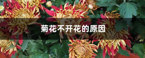 菊花不开花的原因，怎么催花