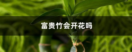 富贵竹会开花吗