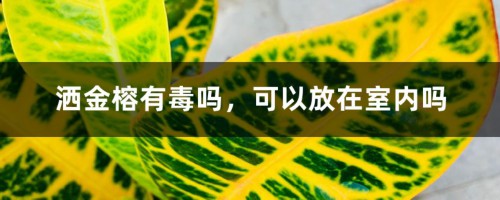 洒金榕有毒吗，可以放在室内吗