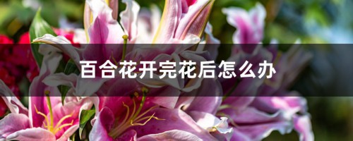 百合花开完花后怎么办