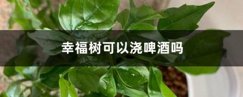 幸福树可以浇啤酒吗（醋、茶叶水也可以吗）