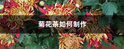 菊花茶如何制作