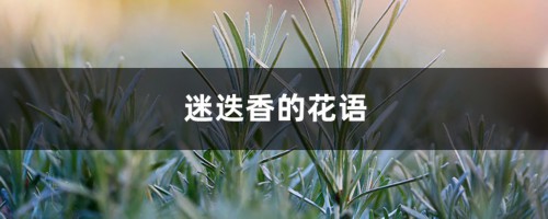 迷迭香的花语和寓意，有什么传说故事