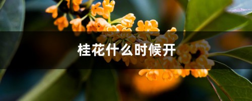 桂花什么时候开