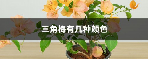 三角梅有几种颜色