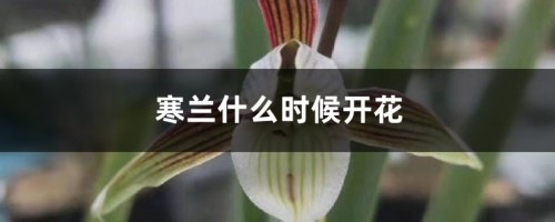 寒兰什么时候开花