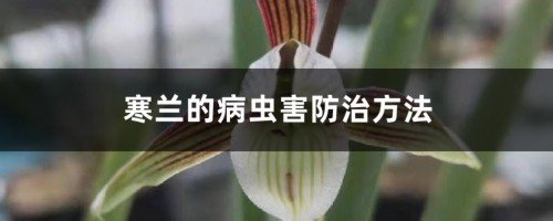 寒兰的病虫害防治方法