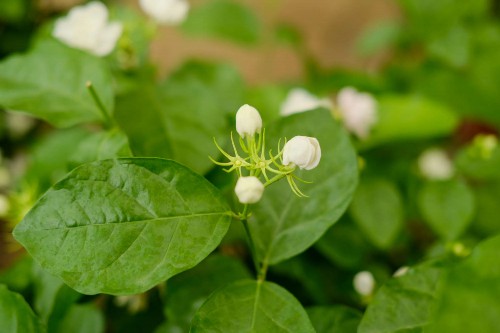 茉莉花