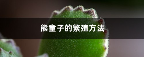 熊童子的繁殖方法