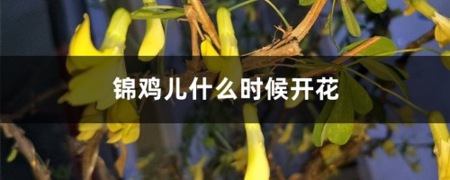 锦鸡儿什么时候开花