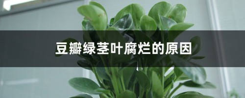 豆瓣绿茎叶腐烂的原因