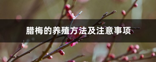 腊梅的养殖方法及注意事项