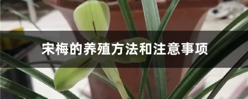 宋梅的养殖方法和注意事项