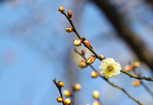 梅花