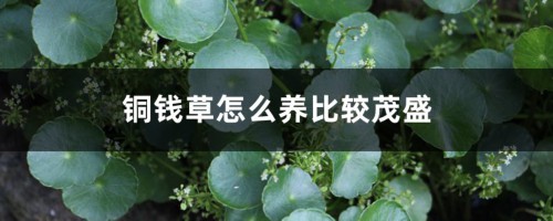 铜钱草怎么养比较茂盛