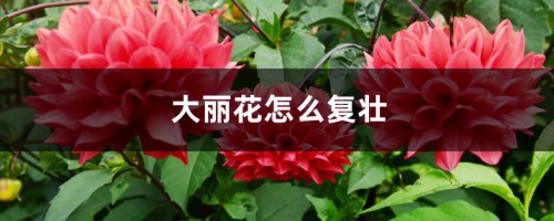 大丽花怎么复壮