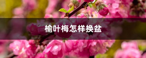 榆叶梅怎样换盆