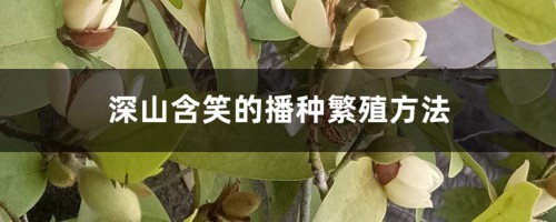 深山含笑的播种繁殖方法