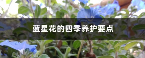 蓝星花的四季养护要点