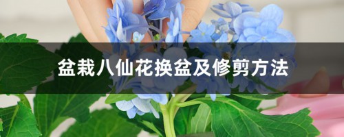 盆栽八仙花换盆及修剪方法