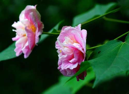 漂亮的木芙蓉花